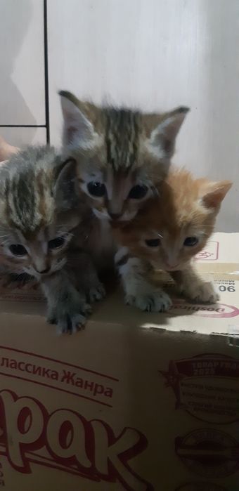 Отдам котят бесплатно