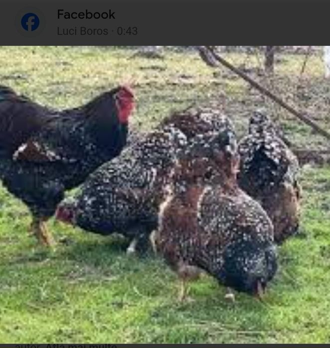 De vânzare pui de rasă