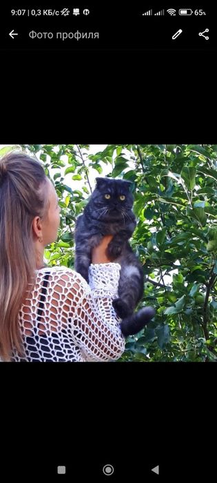 Котенок Скоттиш фолд мальчик