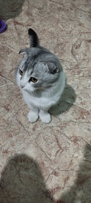 Шотландский вислоухий кот