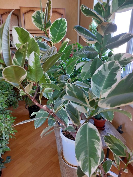 Цветы для дома и офиса