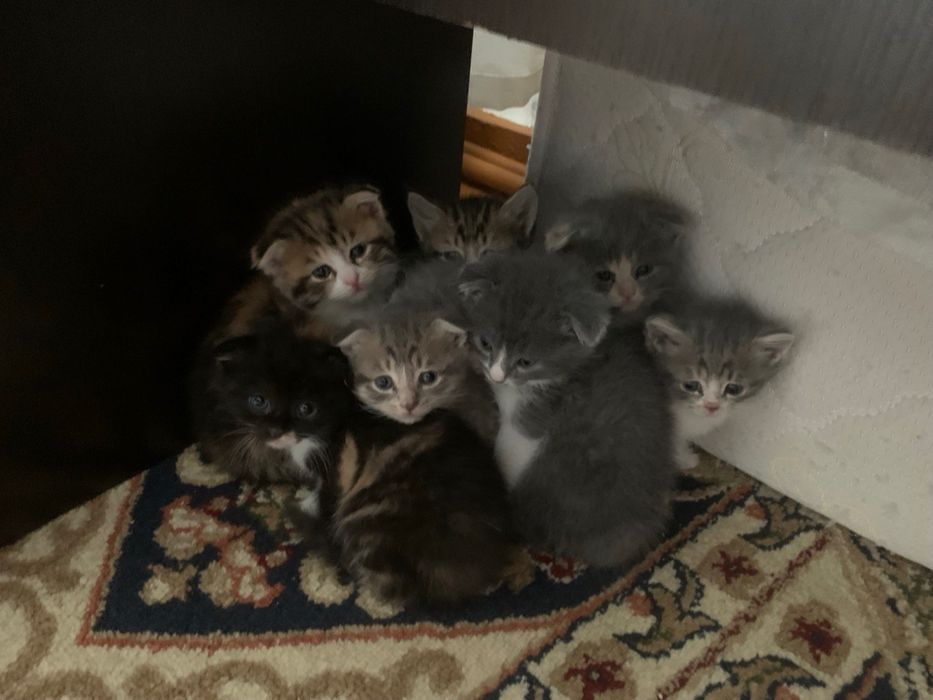 Продаются котята