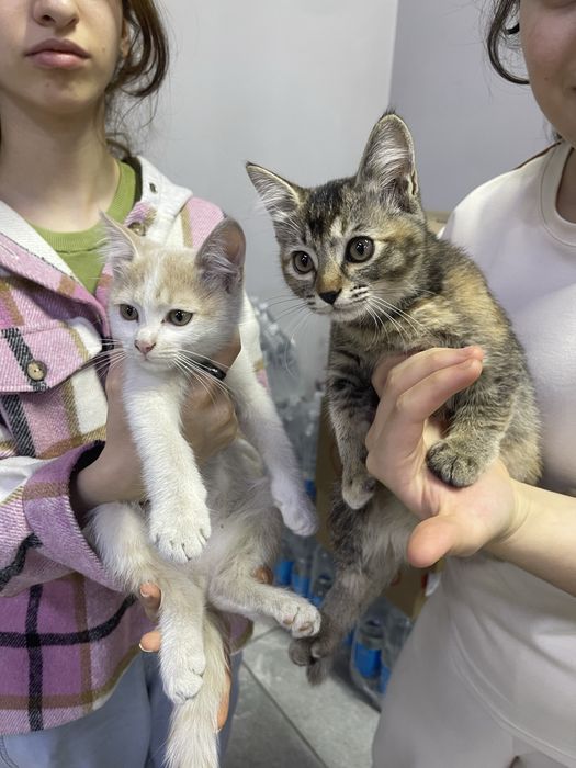 ОТДАМ КОТЯТ бесплатно мальчик девочка