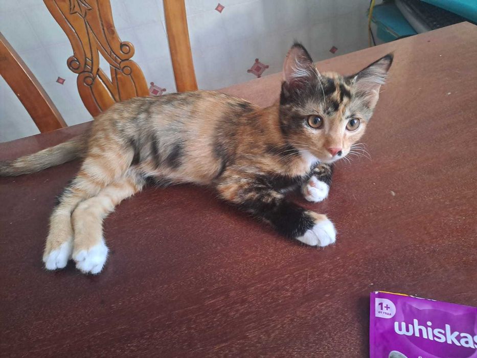 Красивые котики, коты, котята, котенок трехцветный в добрые руки!