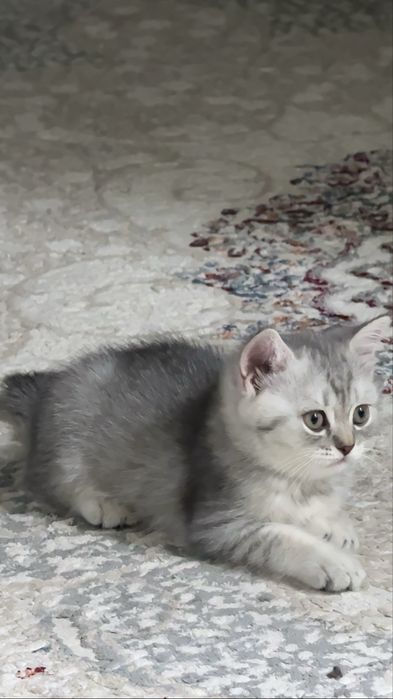 Скоттиш Страйт Девочка