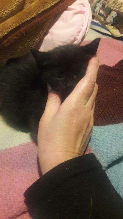 Продам котят от породистой кошки