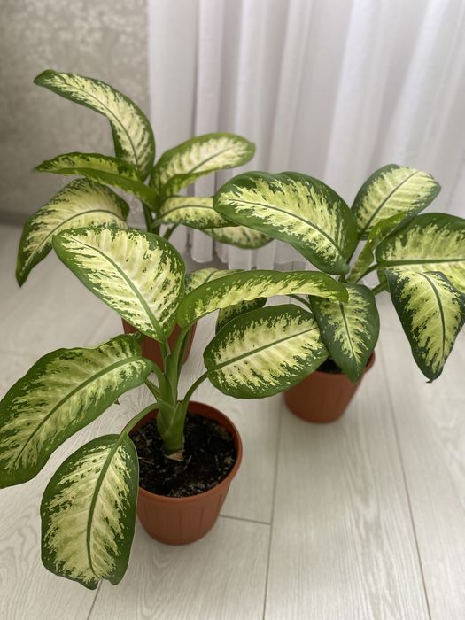 Продам Диффенбахию Tropic Snow