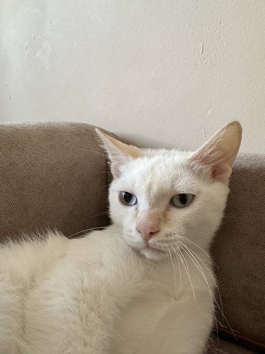 Отдам кошку в хорошие руки