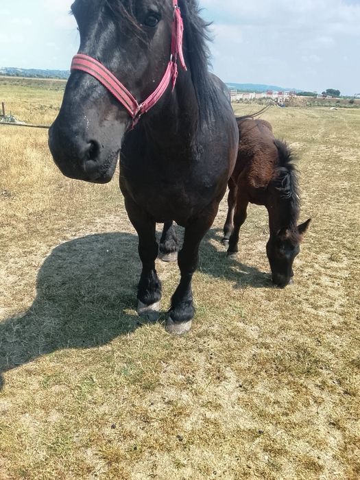 Vând iapa de 8 ani