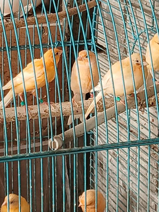 Кенары и канарейки.