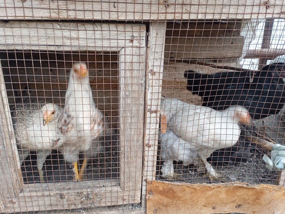 Yosh Tovuqlar sotiladi