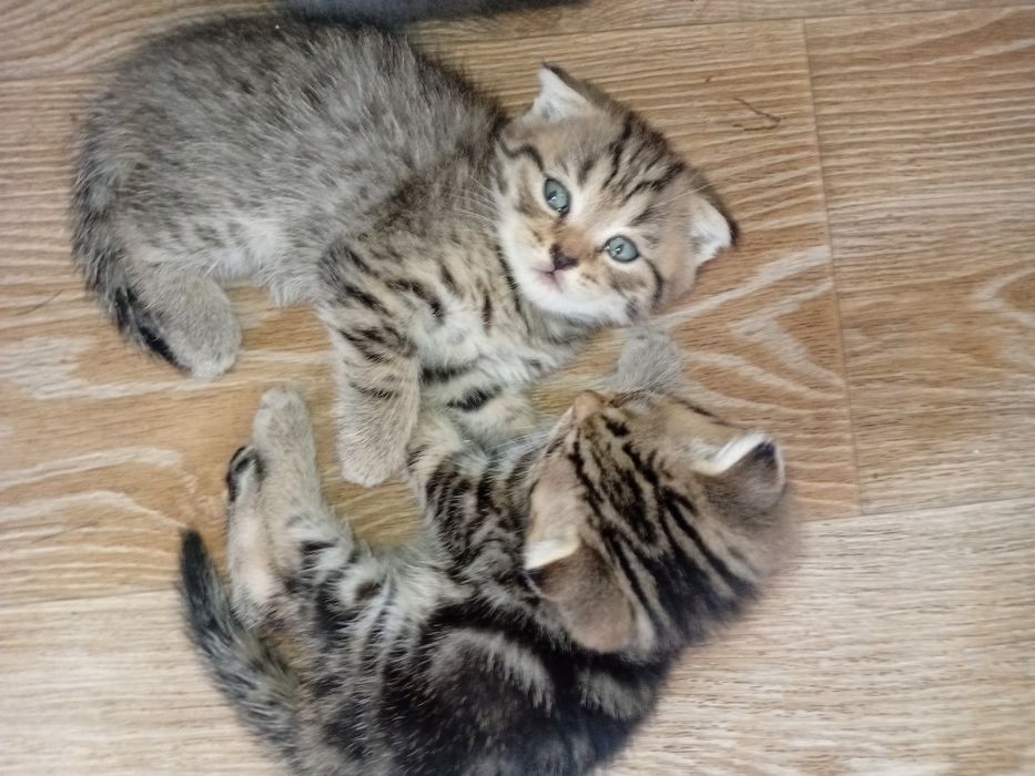 Продам вислоухих котят