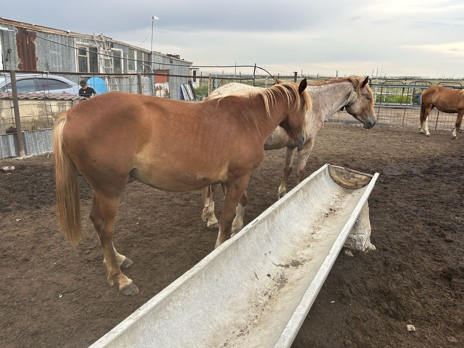 Продам лошадей 5 голов