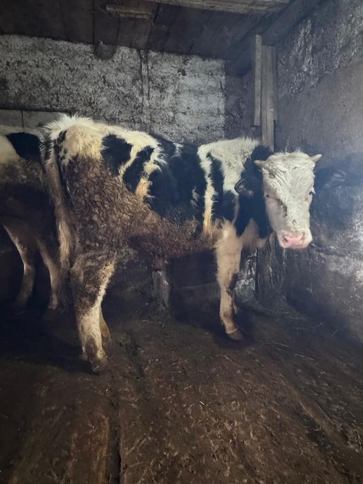 Букалар бык бұқа