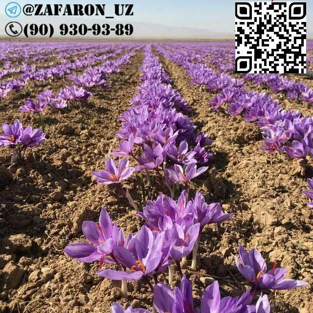 Заъфарон - шафран ўсимлиги тугунак пиёзлари сотилади zafaron shafran