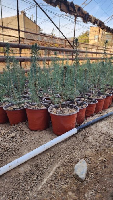 Голубой ель кўчатлари сотилади