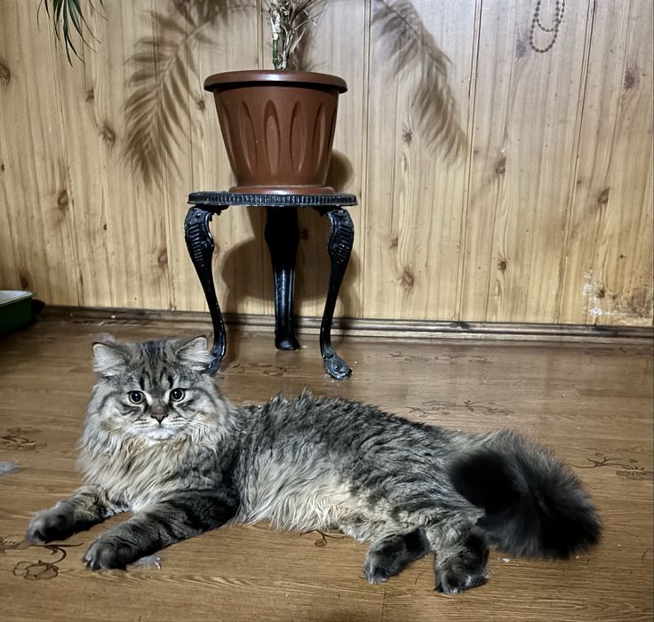 Продается скоттиш страйт