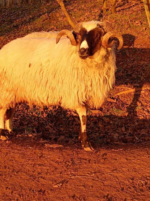 Vînd oi și berbeci