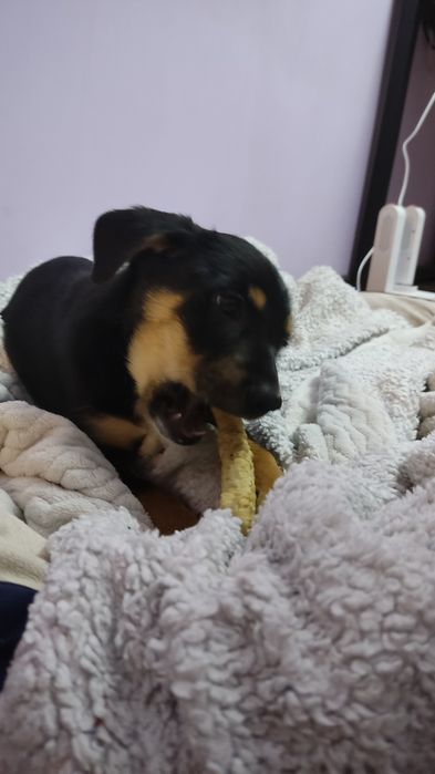 Ласковый щенок ищет дом