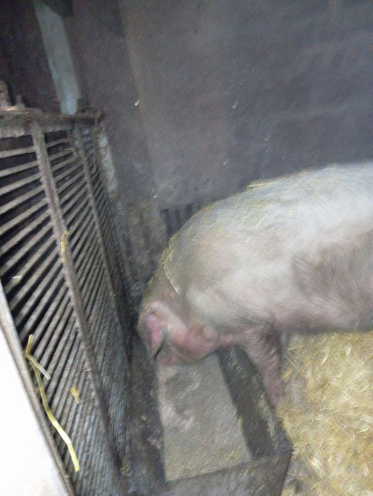 Продам кабана на мясо