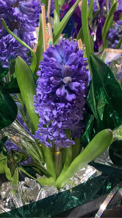 Геацинт  весенний цветок