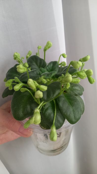 Фиалки сортовые.