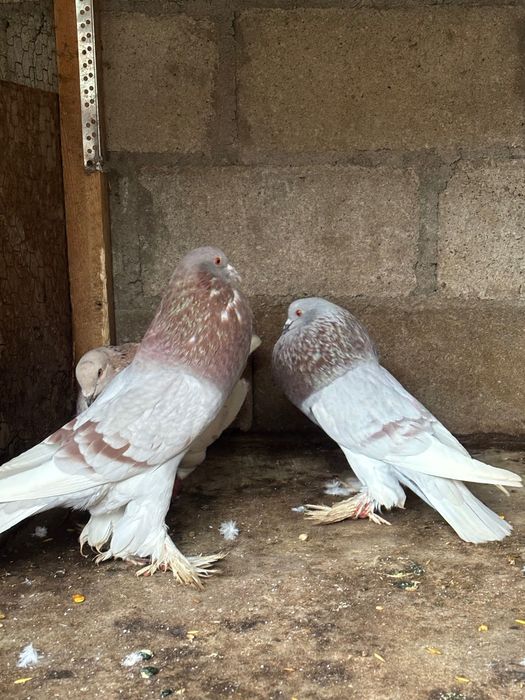 Gușați de Pomerania