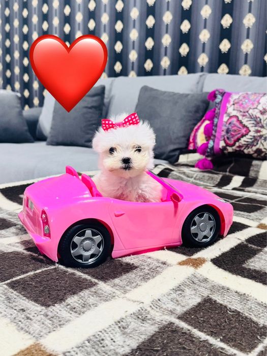 Bichon malteze miny toy