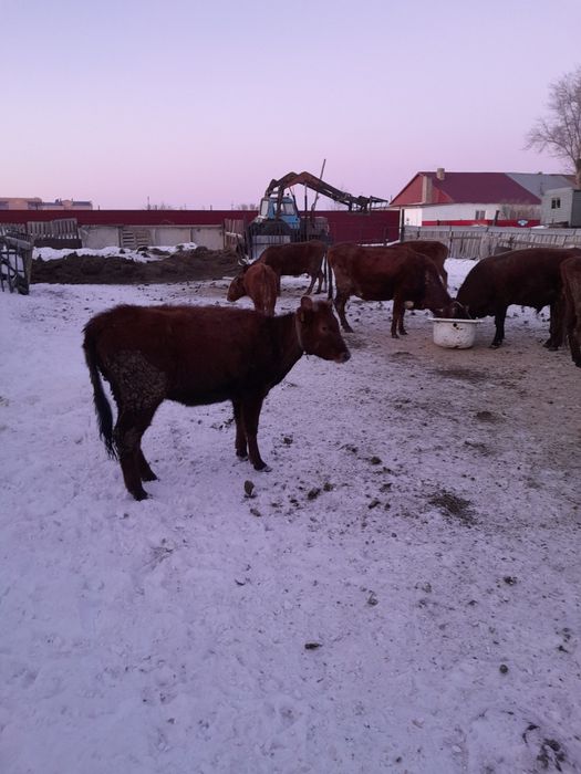Продам тёлочек от дойных коров.