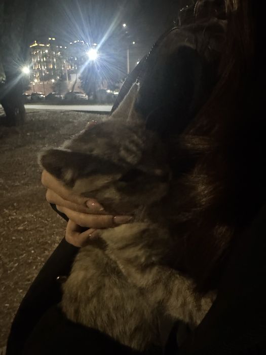 отдам котенка в добрые руки