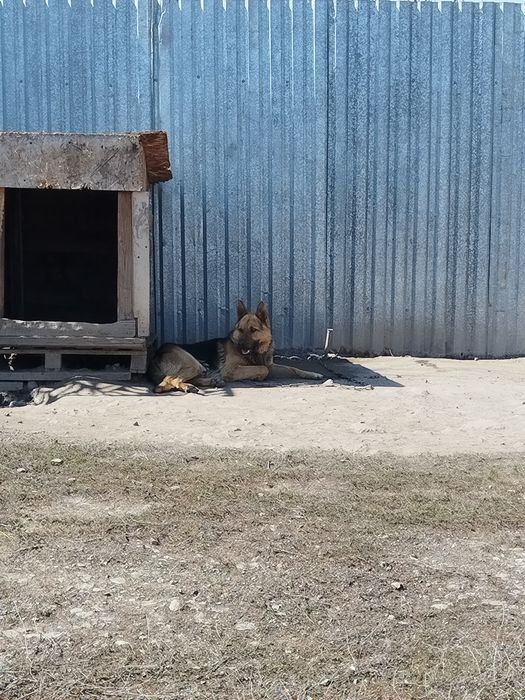 Авшарка 2годик кабель