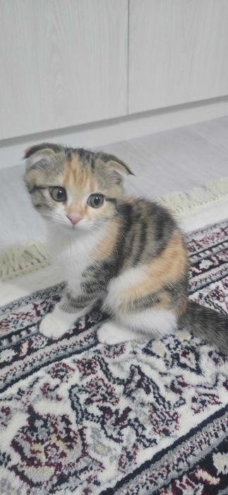 Кошки, Скотиш фолд