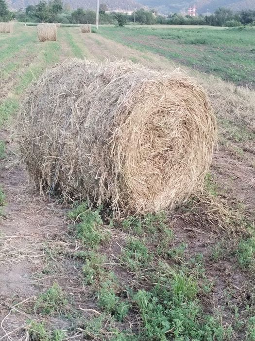 Baloți de lucernă