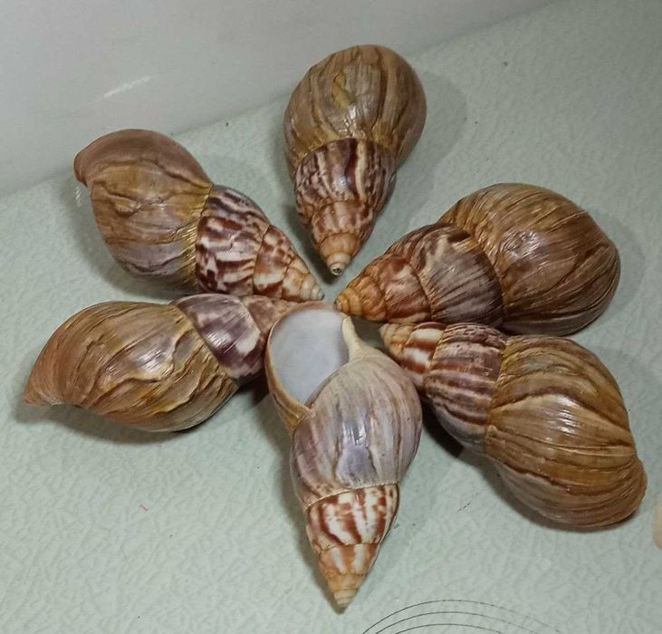 Продам. Красивые ракушки - кашпо для цветов.