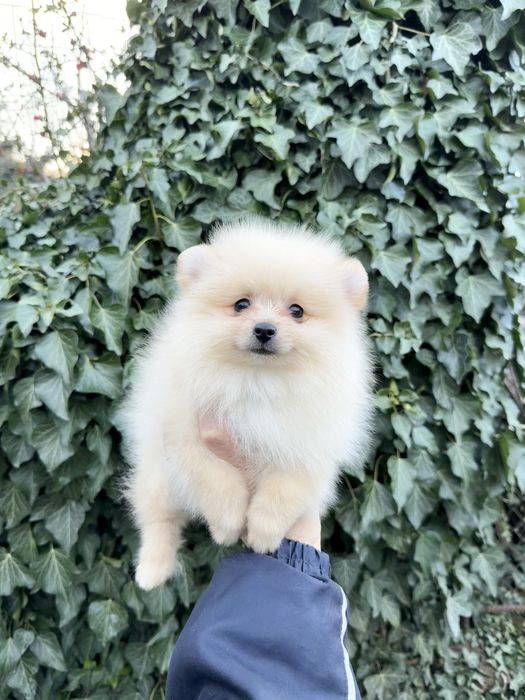 Померан мини момче със втора ваксина