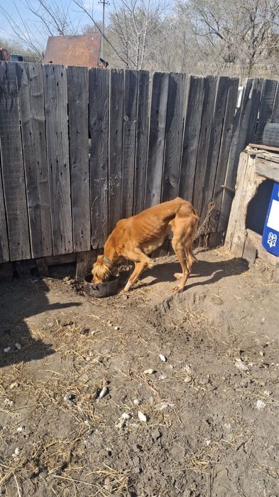 Продаются собаки — иттер сатылады - тазылар