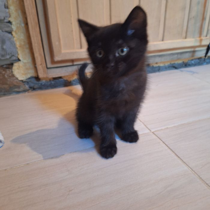 Отдам котика 2месяца