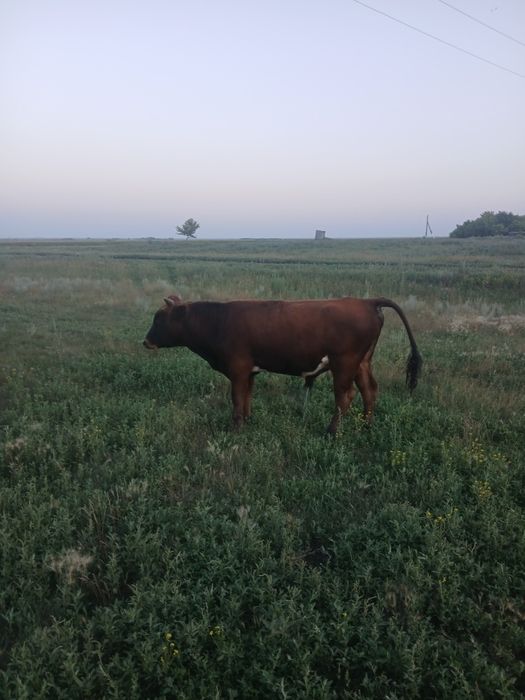 Срочно продам бычка