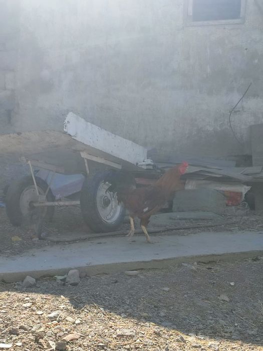 Тауық Қораз сатылады