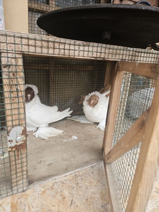 Porumbei Cap de Maur