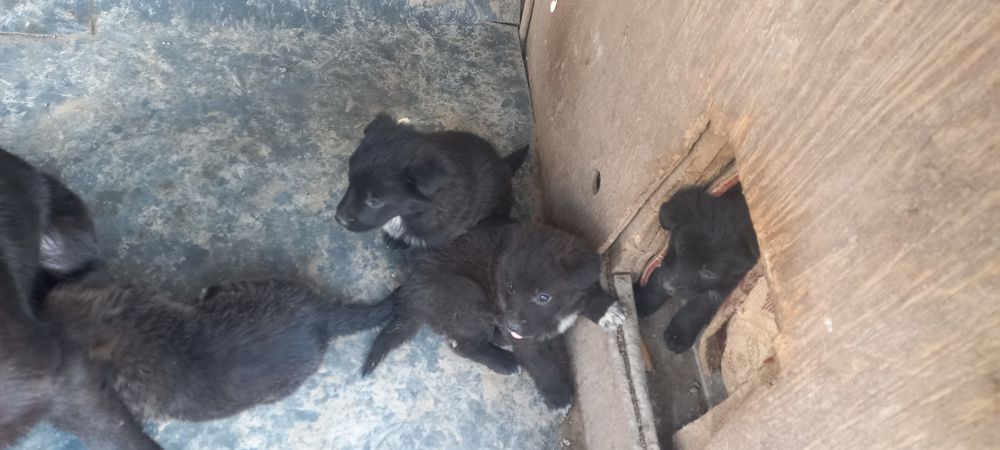 Продам щенков овчарки