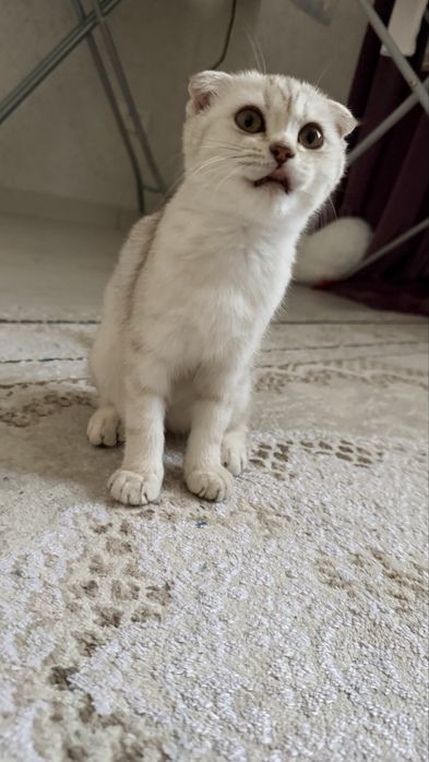 Шотланская вислоухая