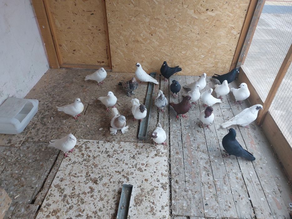 Кептер Құс Голуби