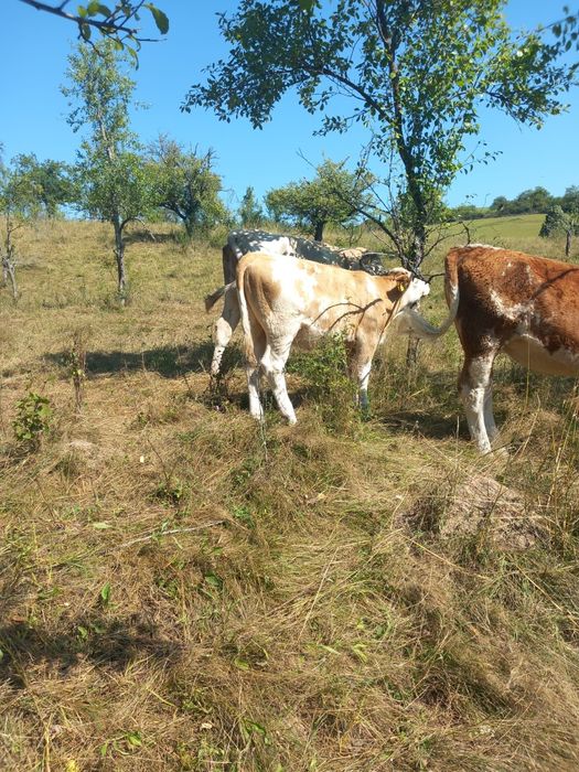 Veți la  3 luni vițea și vitel
