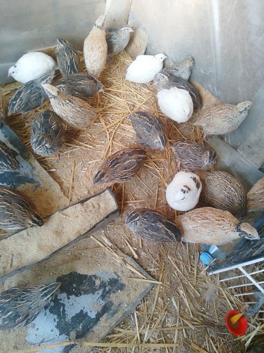 De vânzare prepelițe