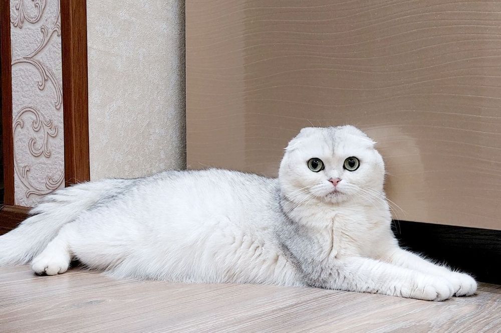 Чистокровные шиншиллы