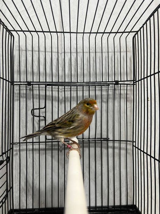 Kanareyka nar канарека