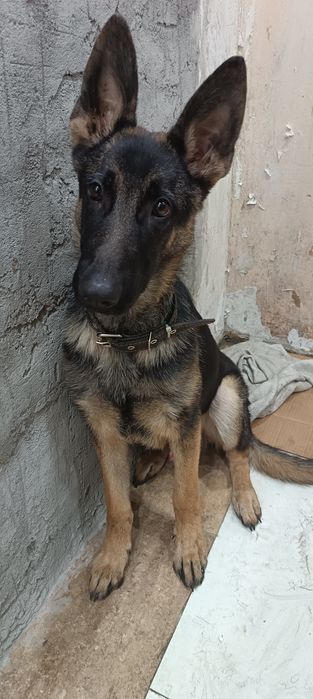 Продам немца, 7 месяцев