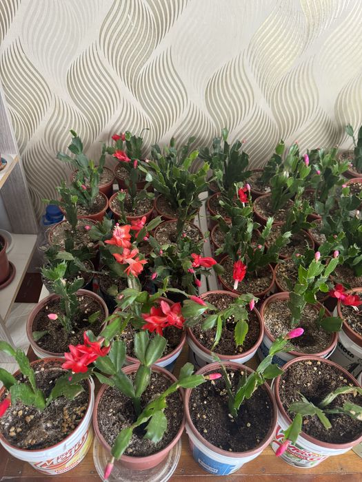 Шлюмбергера (декабрист)