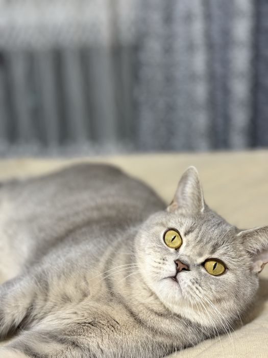 Отдам кошку британская полосатая